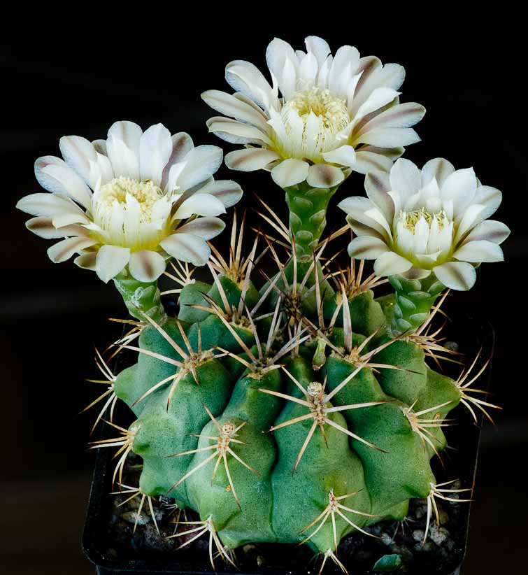 Gymnocalycium stuckertii